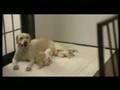 12463124521254012523 2004 - Quill The Life of a Guide Dog - Flixster Video