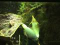videos de Harlequin Filefish Spawning
