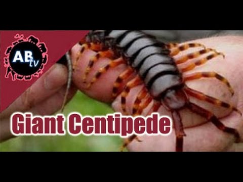 YouTube reptile video