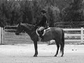 equestrian - foto 3