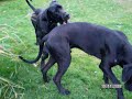 deutsche doggen teil 1