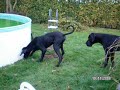 deutsche doggen teil 1 deutsche doggen teil 1