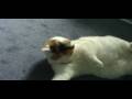 videos de Frickin' Clean...and then a cat
