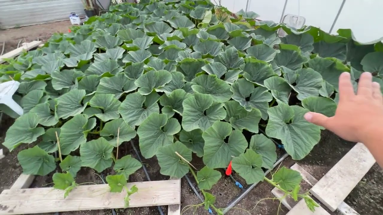 Grow A Giant Pumpkin – 6/28/22 Patch update