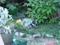Mama Raccoon taking a break Mama Raccoon taking a break