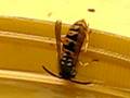 V. germanica worker