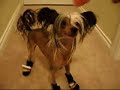 Leya Playing in Boots