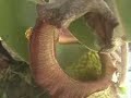 Carnivorous Plants Carnivorous Plants