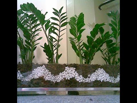 how to transplant zamioculcas