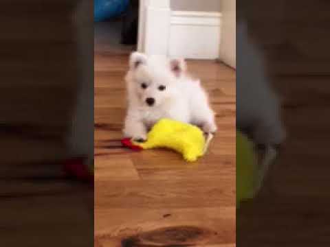 Adorable Mr. BlueToy American Eskimo male puppy