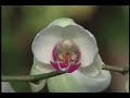 Phalenopsis Orchids Phalenopsis Orchids