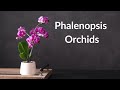 Phalenopsis Orchids
