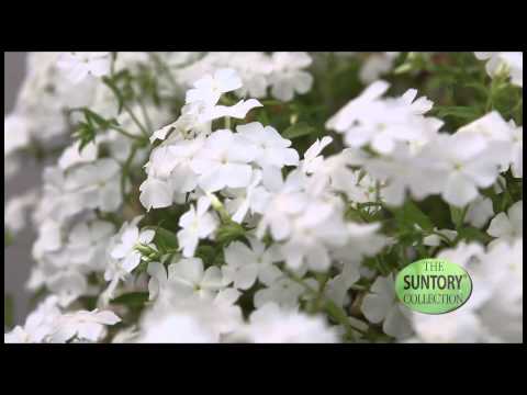 how to fertilize phlox