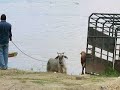 Un vistazo a la actividad de los pueblos llaneros