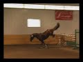 Worthy Opponent free jumping