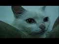 Shanna, The Cat (Shanna, A Gata)