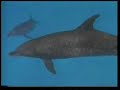 Hi-Technology in Dolphins