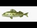 videos de Fish