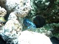 na minha opiniao o mais ciclideo mais bonito que existe e/ou o peixe de agua doce mais bonito que existe 