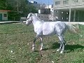 اجمل,فرس,ليزا