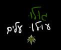 חאפלה ערבית