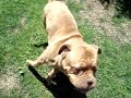 Hector jugando Hector jugando