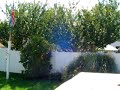 noon test