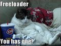 lolz cat vid