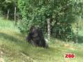 Gorillatræning 3