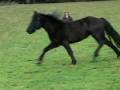 videos de Prairie Creek Fonzorelli Libby: Canadian Horse For Sale