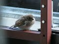 Litle Bird