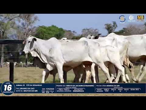 1� DE OLHO NA FAZENDA NELORE SESMARIAS