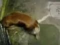 apolo o cachorro treloso