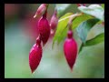 Mt Glorious Getaways - Brisbanes Closest Rain Forest Retreat
