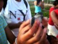 videos de Tortuga Voladora