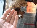 Hand-feeding my observation colony of Vespa ducalis (large Asian hornets)