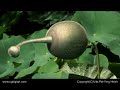 Mutated Lotus