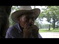 PIHUAMO,PIHUAS,HOJA INCREIBLE
