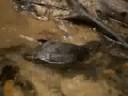 videos de Patypus
