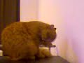 Garfield my Cat