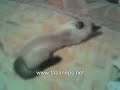 Yuki plays with the cell phone