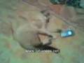 Yuki plays with the cell phone