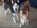 dogs-with-blogs-do-they-know-its-christmas.html