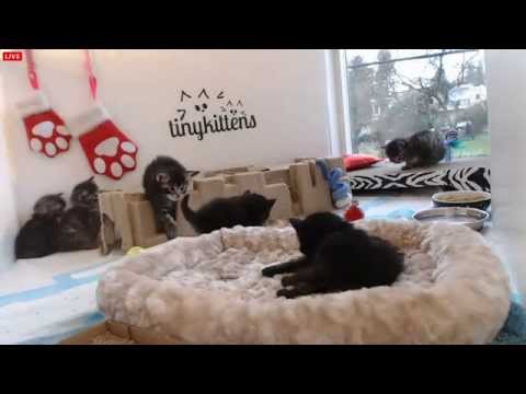 kibbles - Tiny Kittens Marvel nursing eating kibbles.