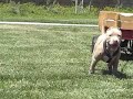 Blue Nose Pitbull in Temecula- Torque Weight Pulling