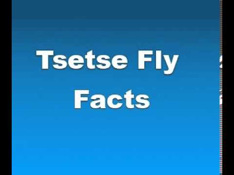 how to treat tsetse fly bites