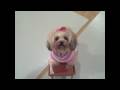 videos de Button Winking