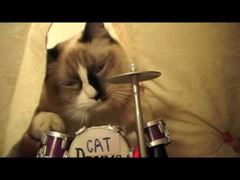 funny cats party