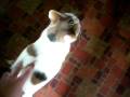 videos de Angry Kitty