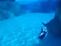 Aquatica Commerson's Dolphins 1